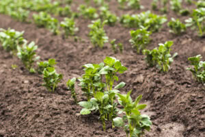 How Endomycorrhiza Supports Plant Resilience Against Environmental Stress How Endomycorrhiza Supports Plant Resilience Against Environmental Stress
