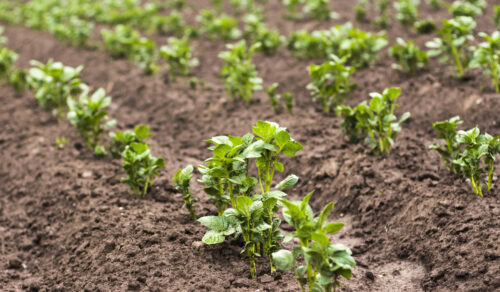Healthy soil biology is the key to strong agriculture