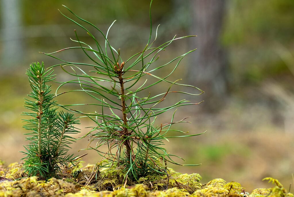 Reforestation