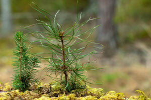 Boosting Reforestation Success With Biological Soil Amendments