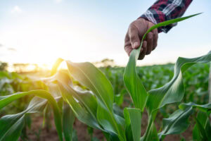 The Importance Of Endomycorrhizal Fungi In Agriculture: Enhancing Plant Growth And Sustainable Farming Practices