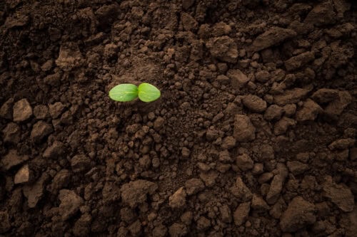 healthy soil