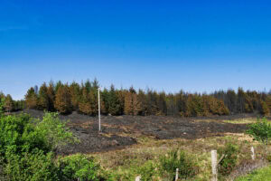 How Hydroseeding Can Revitalize Fire-Damaged Landscapes