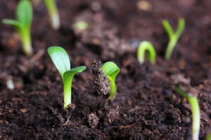 The Importance Of Beneficial Bacteria In Organic Farming