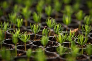 Enhancing Reforestation Projects With Biological Soil Amendments For Rapid Tree Growth