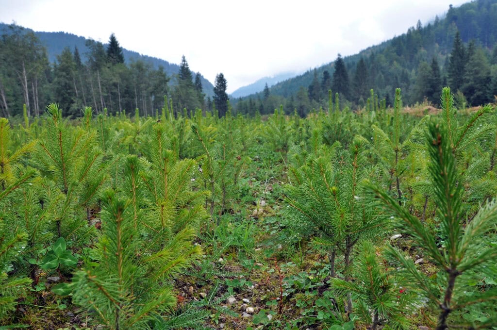 reforestation