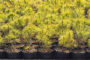 How Biological Soil Amendments Aid In Reforestation Of Deforested Lands