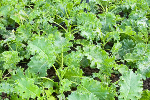 Organic green Kale in Fertile soil provides rich nutrients, ecological farming, biological farming agricultural system concept organic farming selective focus