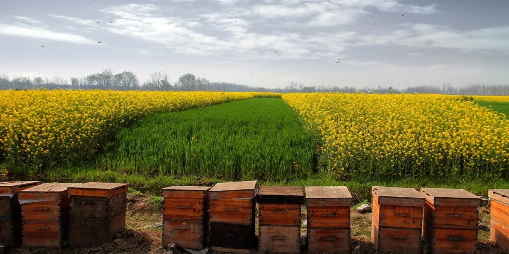 Organic and Conventional Farms