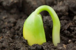 Boost Transplant Success With Coast Bio’s 4-1-1 Pods: Fast-Acting Nutrients For Stronger Roots
